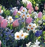 バルブコンビネーションセット　ピンク　チューリップ球根２球入　スイセン球根２球入　ムスカリ３球