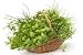 Basket of Herbs - 24