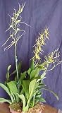 Orchid Plant Bouquet - Four Flowering Orchid Plants