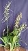 Orchid Plant Bouquet - Four Flowering Orchid Plants