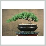 Bonsai Tree Juniper From Joebonsai's Famous Constellation Series