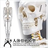 人体骨格模型【ヒューマンスカル】(a04381)