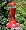 Perky-Pet 210P Popular Pinch Waist 16-ounce Glass Hummingbird Feeder