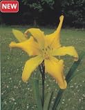 Amazon / Hirts: Perennials; Sun: Living in Amsterdam Daylily - Hemerocallis - NEW!