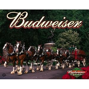 Budweiser Clydesdale Horses