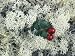 Reindeer Lichen and Low-Bush Cranberry, Alaska Photographic Poster Print by Rich Reid, 30x40