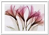 X-Ray PHOTOGRAPHY（レントゲンフォトグラフィー）ポスターフレーム Steven N.Meyers / Alstromeria 730x530x30mm