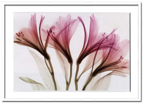 X-Ray PHOTOGRAPHY（レントゲンフォトグラフィー）ポスターフレーム Steven N.Meyers / Alstromeria 730x530x30mm 