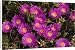 Canvas Prints of Hottentot Fig from Ardea Wildlife Pets