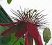Lady Margaret Passion Flower Plant - Passiflora - 4