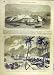 1863 Acapulco Mexico Diamant Galathe Jalapa Print