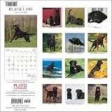 Labrador Retrievers, Black 2009 PLATO Square Wall Calendar