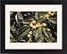 Framed Prints of WW-2570 Loquat Fruit - ripe from Ardea Wildlife Pets