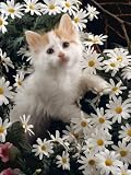 Domestic Cat, Turkish Van Kitten Among White Dasies with Pink Primulas Photographic Poster Print by Jane Burton, 12x16