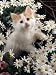 turkish van - Domestic Cat, Turkish Van Kitten Among White Dasies with Pink Primulas Photographic Poster Print by Jane Burton, 12x16