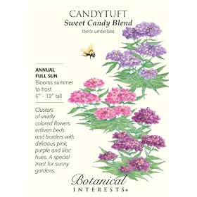 Candytuft Sweet Candy Blend Seeds 85 Seeds