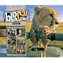 Stars of Big Cat Diary
