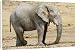 Canvas Prints of African Elephant - at rest with a tracking collar around its neck from Ardea Wildli