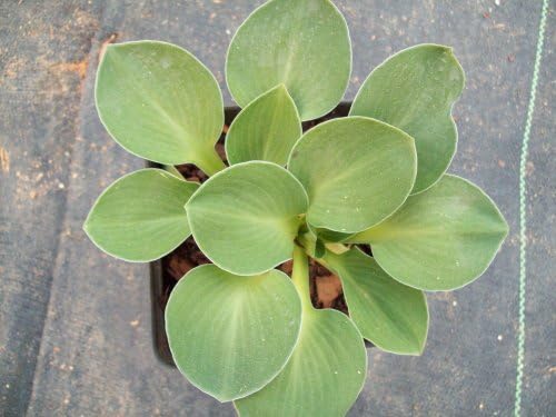 Hosta, Blue Mouse Ears 4" Market Ready, shade, guaranteed