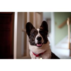 Premier Pet Collar