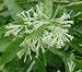 Cestrum Nocturnum "Night Blooming Jasmine"