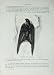 Cassell'S Birds C1870 Steeple Swift Cypselus Apus Bird