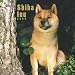 Shiba Inu 2009 Square Wall Calendar (Multilingual Edition)