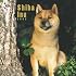 Shiba Inu 2009 Square Wall Calendar