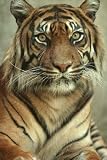 Portrait of a Sumatran Tiger - 36