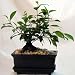 Imported Chinese Ginseng Ficus Bonsai Tree plus Humidity Tray/Saucer Imported Chinese Ginseng Ficus Bonsai Tree plus Humidity Tray/Saucer