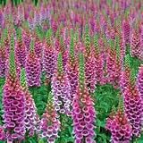 Foxglove Candy Mountain