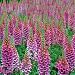 Candy Mountain Foxglove 200 Seeds - NEW! - Digitalis