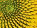 Pattern in Center of Purple Coneflower Flower, Echinacea Purpurea Photographic Poster Print by Adam Jones, 12x16