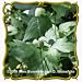 1 Oz Tall Thimbleweed (Anemone virginiana) Bulk Wildflower Seeds