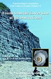Fossils from the Lower Lias of the Dorset Coast - Field Guide to Fossils: No 13
