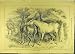 1884 Hours Idleness Sturgess Horses Field Horse Animal