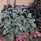 Silver Shield Cuban Oregano 15 Seeds