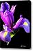 Iris Bloom one Canvas Print / Canvas Art - Artist Frederic A Reinecke