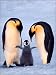 Lanting Penguin