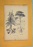 FICHRE BINIE BEI ROM FLOWER PLANT ANTIQUE PRINT c1878