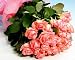 30歳・結婚30周年・勤続30年など、30に関するお祝いに! お買い得ピンクバラ30本の花束