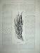 1886 Australia Nature Plant Epacris Impressa Uraidla