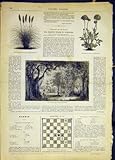 Flora Fauna Plants Vanilla French Print 1868