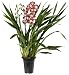 Ashcroft Gardens Cymbidium Intermediate 2-3 Spike, Bronze