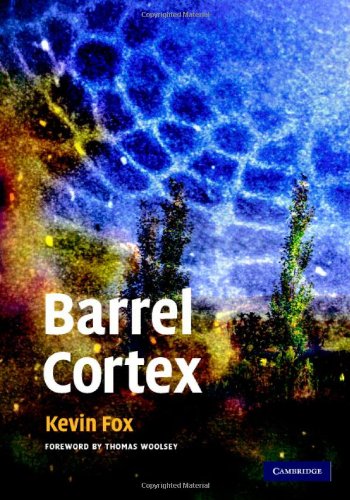 Barrel Cortex On Sale