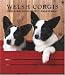 Welsh Corgis 2008 Hardcover Weekly Engagement Calendar