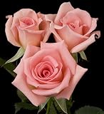 Amazon / Hirts: Roses: Flawless My Bouquet Rose Bush - Disease Resistant - Potted
