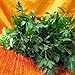 Italian Flat Leaf Parsley - Favored by Chefs! - 3