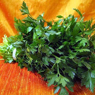 Italian Flat Leaf Parsley - Favored by Chefs! - 3