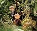 Calico Critters Mango Monkeys